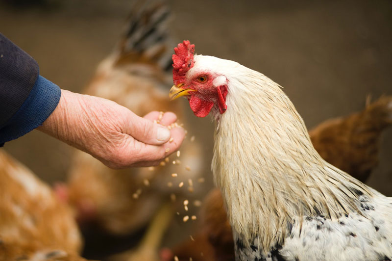 Alimentation animale